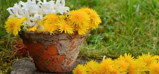 plant pot, dandelion, yellow, still life, spring, nature, blossom, bloom, garden, plant pot, plant pot, dandelion, dandelion, dandelion, dandelion, still life, still life, still life, still life, still life