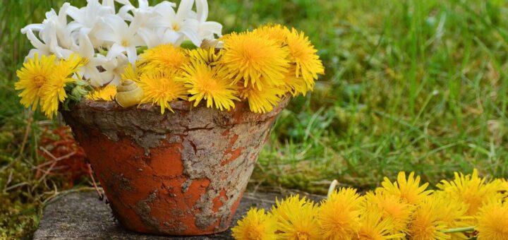 plant pot, dandelion, yellow, still life, spring, nature, blossom, bloom, garden, plant pot, plant pot, dandelion, dandelion, dandelion, dandelion, still life, still life, still life, still life, still life