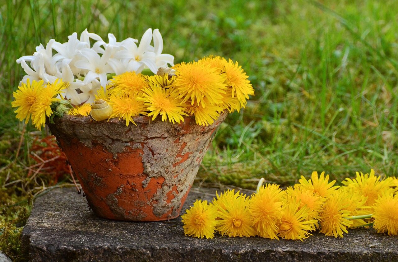 plant pot, dandelion, yellow, still life, spring, nature, blossom, bloom, garden, plant pot, plant pot, dandelion, dandelion, dandelion, dandelion, still life, still life, still life, still life, still life