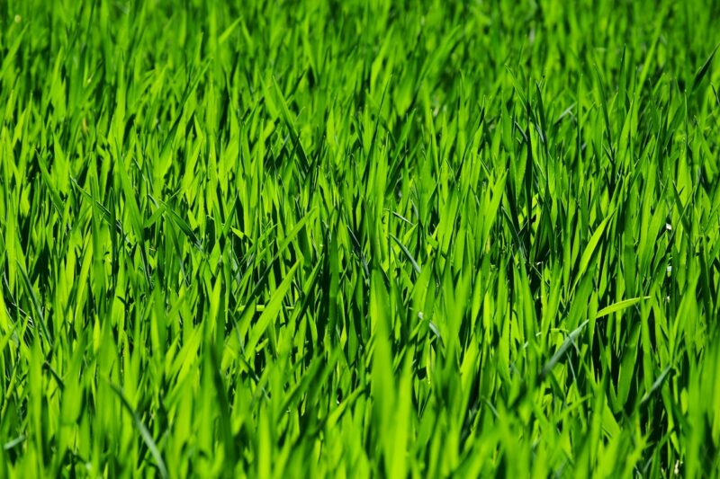 grass, full hd wallpaper, field