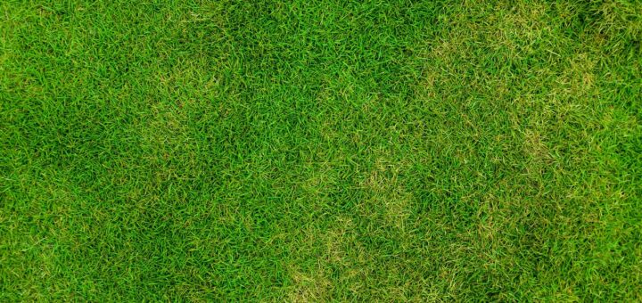 grass, lawn, field