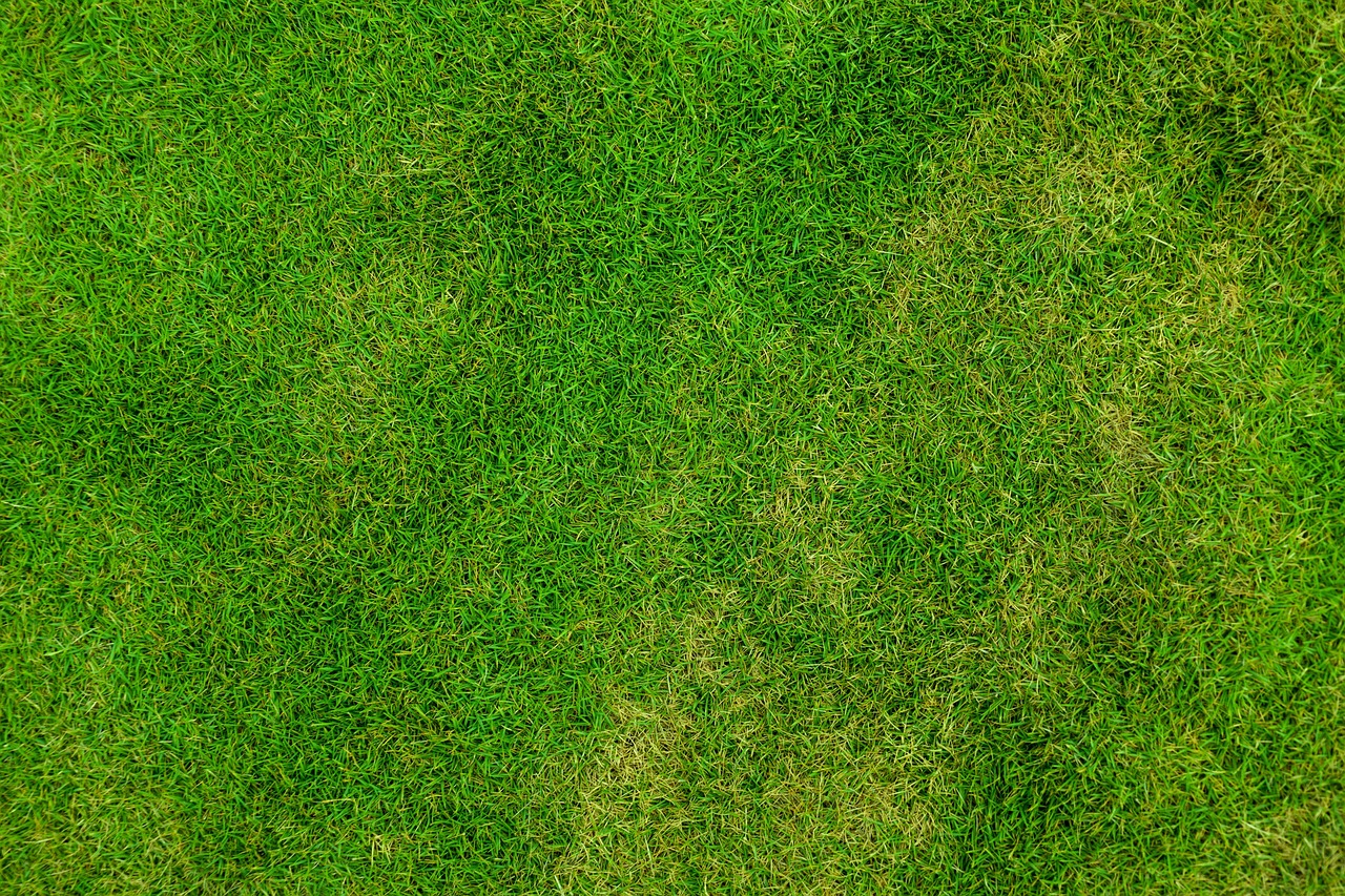 grass, lawn, field
