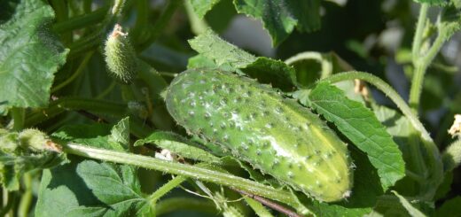 cucumbers, vegetables, cucumber