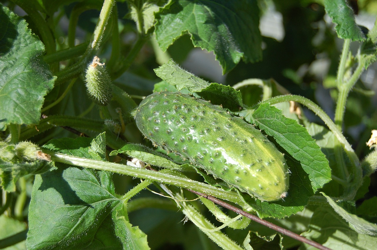 cucumbers, vegetables, cucumber