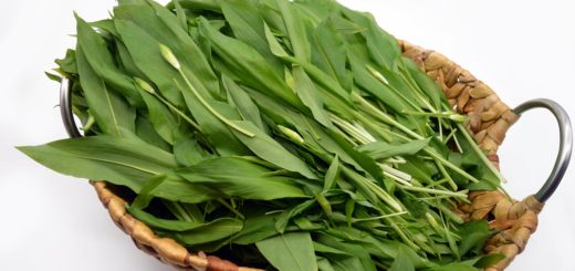 Bear S Garlic Leaves Basket Harvest  - neelam279 / Pixabay
