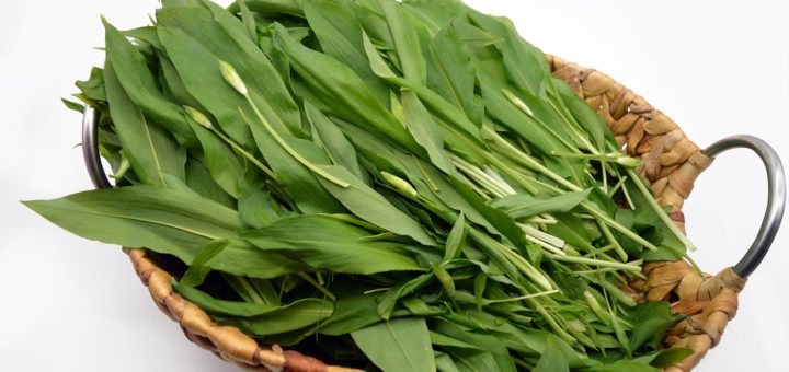 Bear S Garlic Leaves Basket Harvest  - neelam279 / Pixabay
