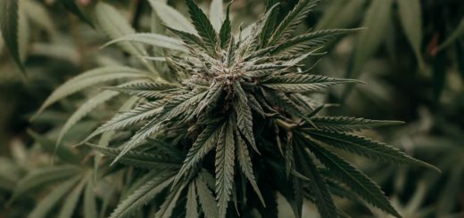 Cannabis Plant Marijuana Pot Hemp  - lindsayfox / Pixabay