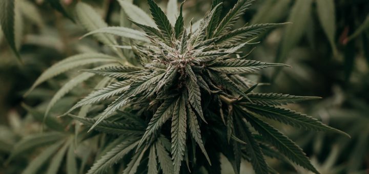 Cannabis Plant Marijuana Pot Hemp  - lindsayfox / Pixabay