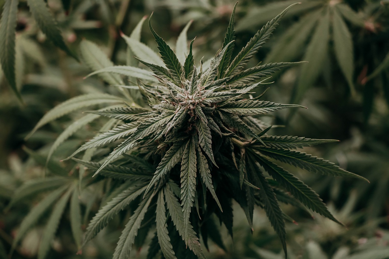 Cannabis Plant Marijuana Pot Hemp - lindsayfox / Pixabay