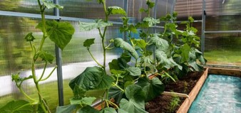 Cucumbers Bloom  - Alexei_other / Pixabay