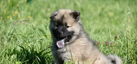 Dog Puppy Pup Portrait Dog  - JACLOU-DL / Pixabay