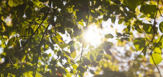 Leaves Foliage Tree Plants Sunset  - Engin_Akyurt / Pixabay