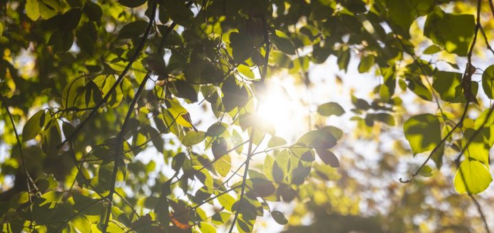 Leaves Foliage Tree Plants Sunset  - Engin_Akyurt / Pixabay