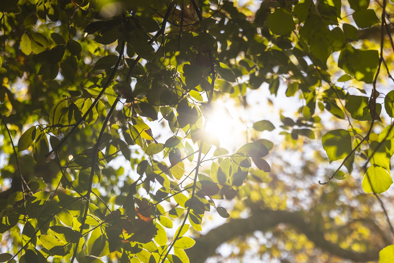 Leaves Foliage Tree Plants Sunset - Engin_Akyurt / Pixabay