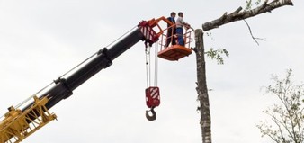 Sawing Tree Birch Chainsaw On High  - photochur / Pixabay