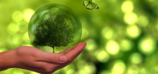 Tree Butterfly Globe Energy  - geralt / Pixabay
